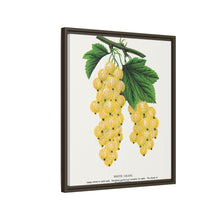 White Grape Lithograph | Vintage Botanical Wall Art Print