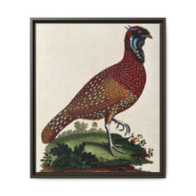 A horned Indian pheasant standing on the grass by J. Pass after J. E. Ihle. - NOMADEN ART GALLERY