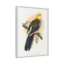 Pale-Headed or Mealy Rosella (Platycercus adscitus) colored wood-engraved plate by Alexander Francis Lydon.