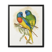 Splendid Parrakeet (Neophema splendida) colored wood-engraved plate by Alexander Francis Lydon - NOMADEN ART GALLERY