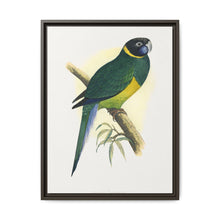 Bauer's Parrakeet (Barnardius zonarius) colored wood-engraved plate by Alexander Francis Lydon. - NOMADEN ART GALLERY