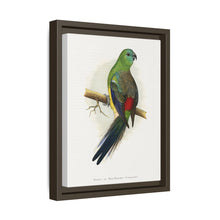 Blood or Red-Rumped Parrakeet (Psephotus haematonotus) colored wood-engraved plate by Alexander Francis Lydon