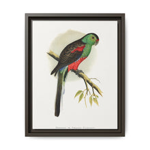Beautiful or Paradise Parrakeet (Psephotus pulcherrimus) colored wood-engraved plate by Alexander Francis Lydon - NOMADEN ART GALLERY