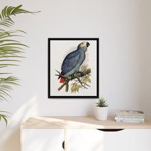 Grey Parrot (Psittacus erithacus) colored wood-engraved plate by Alexander Francis Lydon.