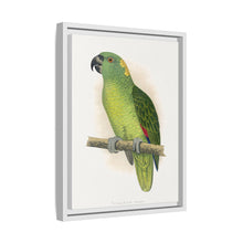 Lydon's Yellow-Naped Amazon | Vintage Parrot Wall Art Print