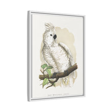 Placa xilográfica coloreada de la cacatúa de cresta blanca (Cacatua alba) de Alexander Francis Lydon