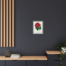 Red rose, American Beauty lithograph. Digitally enhanced from our own original 1900 edition plates of Botanical Specimen published by Rochester Lithographing