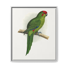 New Zealand Parrakeet (Cyanoramphus novaezelandiae) colored wood-engraved plate by Alexander Francis Lydon - NOMADEN ART GALLERY