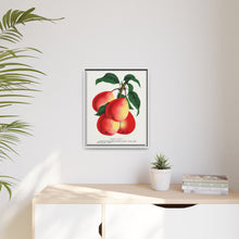 Vermont Beauty pear lithograph. Digitally enhanced from our own original 1900 edition plates of Botanical Specimen published by Rochester Lithographing