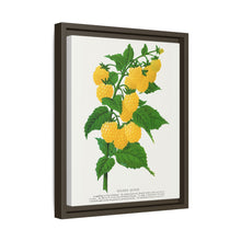 Golden queen raspberry lithograph. Digitally enhanced from our own original 1900 edition plates of Botanical Specimen published by Rochester Lithographing