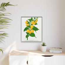 Golden queen raspberry lithograph. Digitally enhanced from our own original 1900 edition plates of Botanical Specimen published by Rochester Lithographing