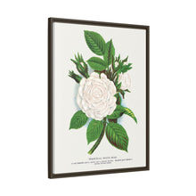 Rose, Perpetual White Moss lithograph. Digitally enhanced from our own original 1900 edition plates of Botanical Specimen published by Rochester Lithographing