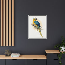 Blue and Yellow Macaw (Ara ararauna) colored wood-engraved plate by Alexander Francis Lydon