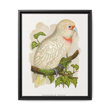Slender-Billed Cockatoo (Cacatua tenuirostris) colored wood-engraved plate by Alexander Francis Lydon. - NOMADEN ART GALLERY