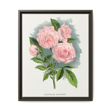 Pink rose, Clothilde Soupert lithograph. Digitally enhanced from our own original 1900 edition plates of Botanical Specimen published by Rochester Lithographing - NOMADEN ART GALLERY