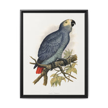 Grey Parrot (Psittacus erithacus) colored wood-engraved plate by Alexander Francis Lydon. - NOMADEN ART GALLERY