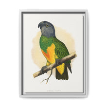 Senegal Parrot (Poicephalus senegalus) colored wood-engraved plate by Alexander Francis Lydon. - NOMADEN ART GALLERY