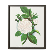 Rose, Perpetual White Moss lithograph. Digitally enhanced from our own original 1900 edition plates of Botanical Specimen published by Rochester Lithographing - NOMADEN ART GALLERY