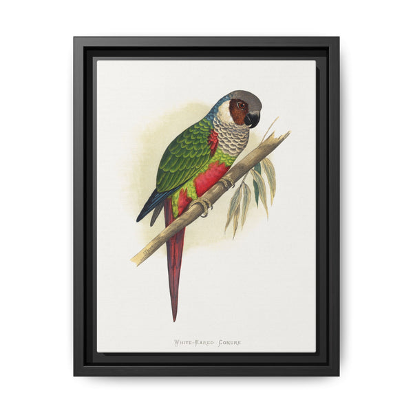 White-Eared Conure (Pyrrhura leucotis) colored wood-engraved plate by Alexander Francis Lydon - NOMADEN ART GALLERY