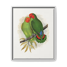 West African Love-Bird (Agapornis) colored wood-engraved plate by Alexander Francis Lydon. - NOMADEN ART GALLERY