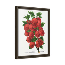 Industry Gooseberry lithograph. Digitally enhanced from our own original 1900 edition plates of Botanical Specimen published by Rochester Lithographing