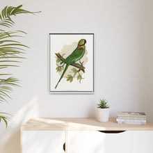 Alexandrine Parakeet (Psittacula eupatria) colored wood-engraved plate by Alexander Francis Lydon.