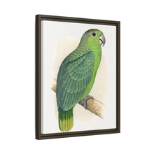 Mealy Amazon (Amazona farinosa) colored wood-engraved plate by Alexander Francis Lydon