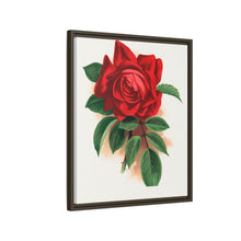 Red rose, Alfred Colomb lithograph. Digitally enhanced from our own original 1900 edition plates of Botanical Specimen published by Rochester Lithographing