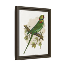 Alexandrine Parakeet (Psittacula eupatria) colored wood-engraved plate by Alexander Francis Lydon.
