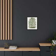 Hardy Magnolia tree lithograph. Digitally enhanced from our own original 1900 edition plates of Botanical Specimen published by Rochester Lithographing
