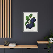 Niagara plum lithograph. Digitally enhanced from our own original 1900 edition plates of Botanical Specimen published by Rochester Lithographing
