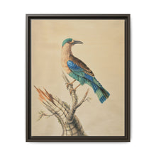 Coracias Benghalensis by Sarah Stone - NOMADEN ART GALLERY