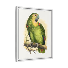 Blue-Fronted Amazon (Amazona aestiva) colored wood-engraved plate by Alexander Francis Lydon
