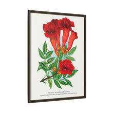 Trumpet flower lithograph. Digitally enhanced from our own original 1900 edition plates of Botanical Specimen published by Rochester Lithographing