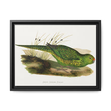 Green Ground Parrot (Pezoporus wallicus) colored wood-engraved plate by Alexander Francis Lydon - NOMADEN ART GALLERY