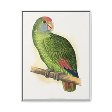 Dufresne's Amazon (Amazona dufresniana) colored wood-engraved plate by Alexander Francis Lydon - NOMADEN ART GALLERY