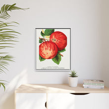 Duchess of Oldenburg apples lithograph from Botanical Specimen published by Rochester Lithographing