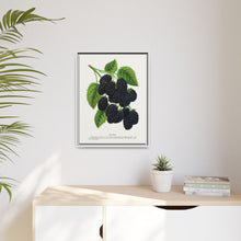 Snyder Blackberry lithograph from Botanical Specimen published by Rochester Lithographing