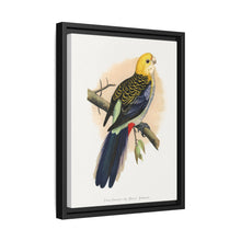 Pale-Headed or Mealy Rosella (Platycercus adscitus) colored wood-engraved plate by Alexander Francis Lydon.