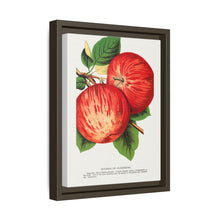 Duchess of Oldenburg apples lithograph from Botanical Specimen published by Rochester Lithographing