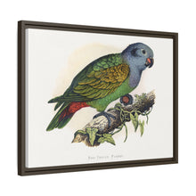 Red-Vented Parrot (Amazona martinicana) colored wood-engraved plate by Alexander Francis Lydon