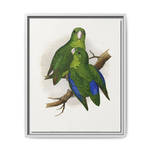 Passerine or Blue-winged Parrakeet (Psittacula columboides) colored wood-engraved plate by Alexander Francis Lydon - NOMADEN ART GALLERY