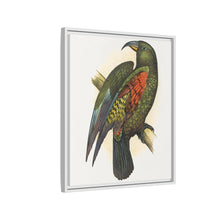 Mountain Parrot (Nestor notabilis) colored wood-engraved plate by Alexander Francis Lydon