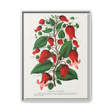 Prunus Triloba flower lithograph. Digitally enhanced from our own original 1900 edition plates of Botanical Specimen published by Rochester Lithographing - NOMADEN ART GALLERY
