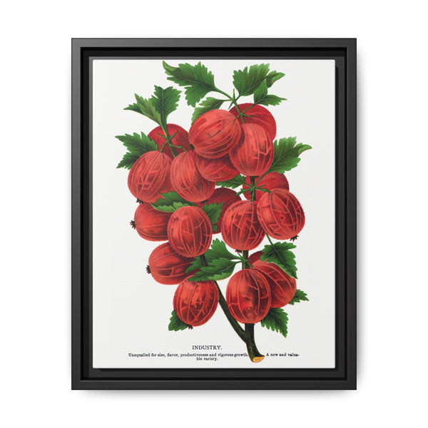 Industry Gooseberry lithograph. Digitally enhanced from our own original 1900 edition plates of Botanical Specimen published by Rochester Lithographing - NOMADEN ART GALLERY