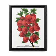 Industry Gooseberry lithograph. Digitally enhanced from our own original 1900 edition plates of Botanical Specimen published by Rochester Lithographing - NOMADEN ART GALLERY