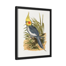 Cockatiel (Nymphicus hollandicus) colored wood-engraved plate by Alexander Francis Lydon