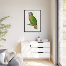 Jamaica Parrot (Amazona collaria) colored wood-engraved plate by Alexander Francis Lydon