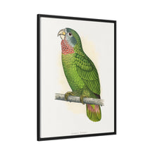 Jamaica Parrot (Amazona collaria) colored wood-engraved plate by Alexander Francis Lydon