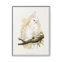 Goffin's Cockatoo (Cacatua goffiniana) colored wood-engraved plate by Alexander Francis Lydon. - NOMADEN ART GALLERY